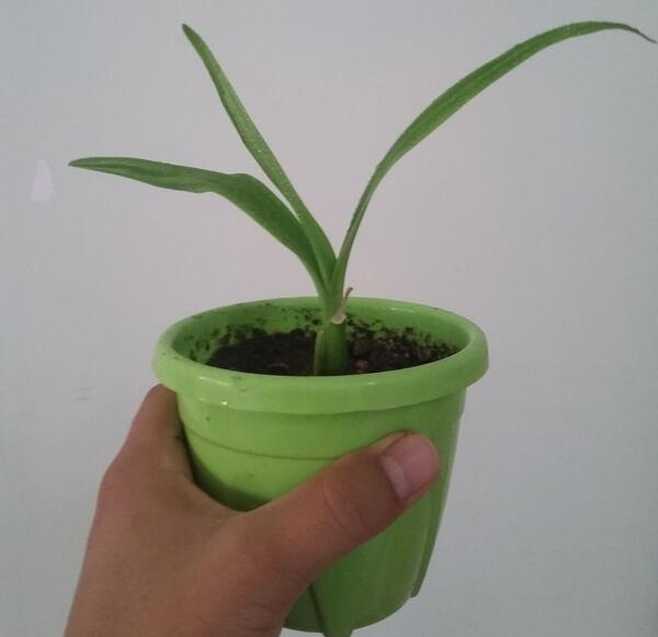 عکس گل سوسن قرمز