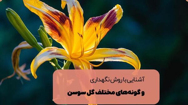 عکس گل سوسن قرمز