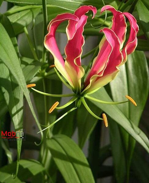 عکس گل سوسن قرمز