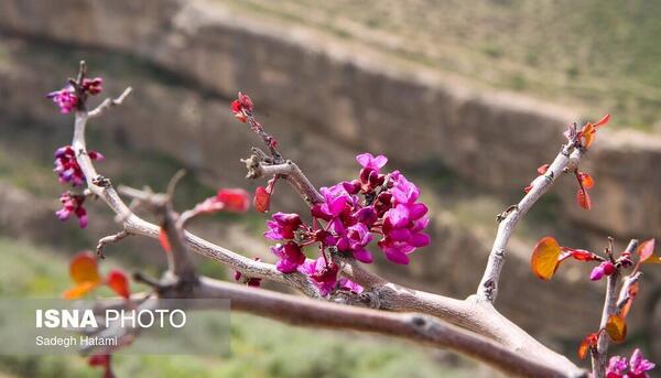 عکس گل ارغوان متحرک