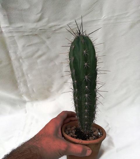 عکس گل کاکتوس دراز
