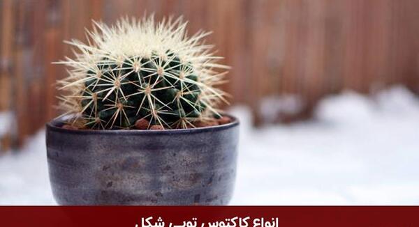 عکس گل کاکتوس دراز