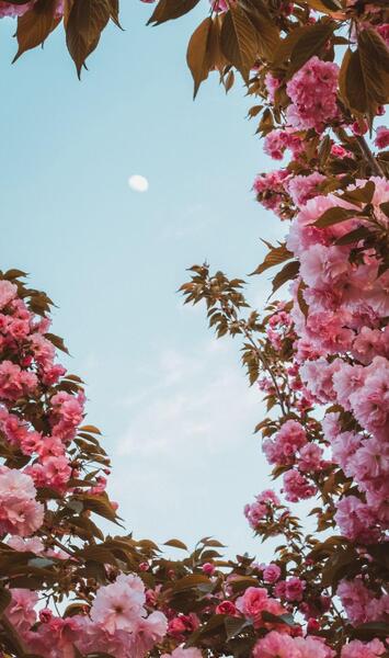 عکس گل بهاری برای تصویر زمینه