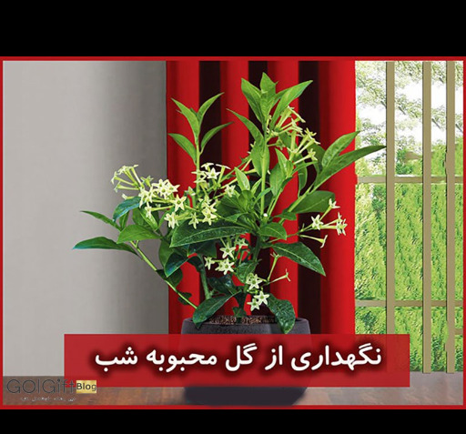 عکس گل شب بو در شب