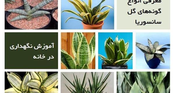 عکس گل سانسوریا سبز