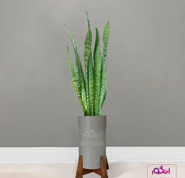 عکس گل سانسوریا سبز
