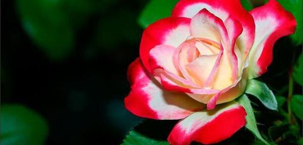 دانلود عکس گل برای پروفایل