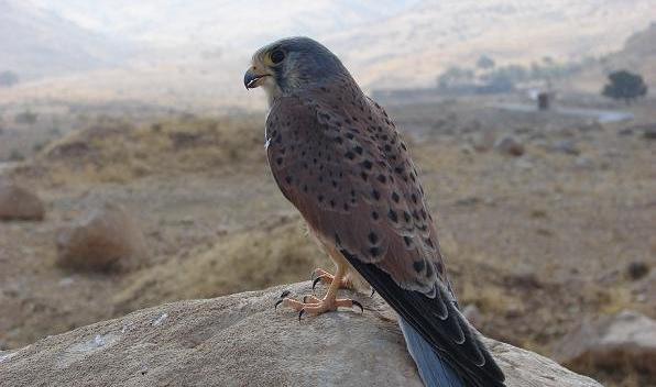 عکس سیاه سفید کوه