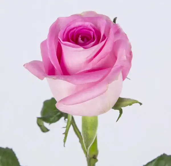 عکس گل کاملیا صورتی