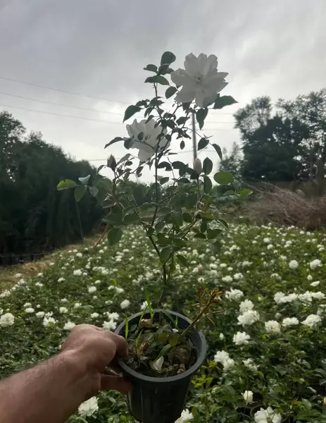 عکس گل نسترن سفید