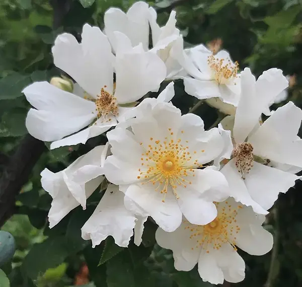 عکس گل نسترن سفید