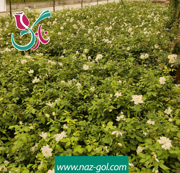 عکس گل نسترن سفید