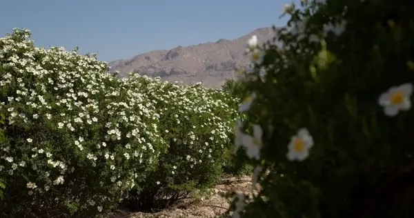 عکس گل نسترن سفید