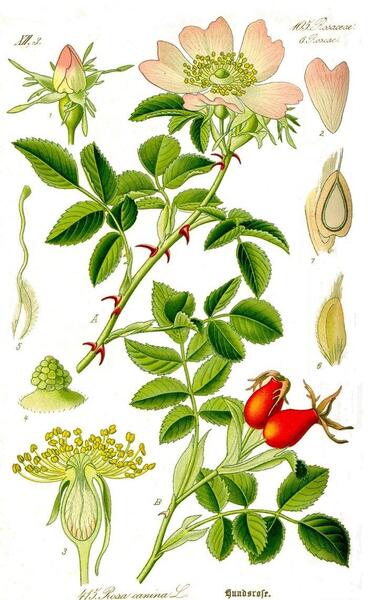 عکس گل نسترن سفید