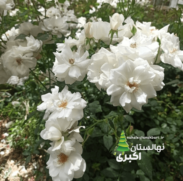 عکس گل نسترن سفید