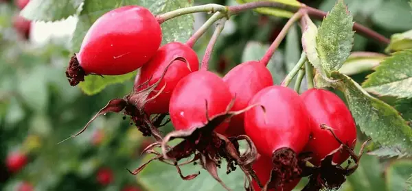 عکس گل نسترن سفید