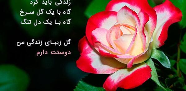 عکس گل با متن تقدیم به شما