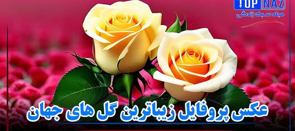 عکس گل با متن تقدیم به شما