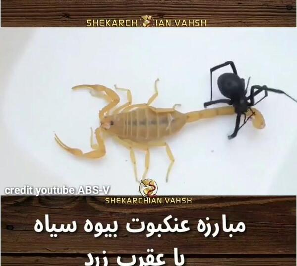عکس عقرب سیاه و زرد