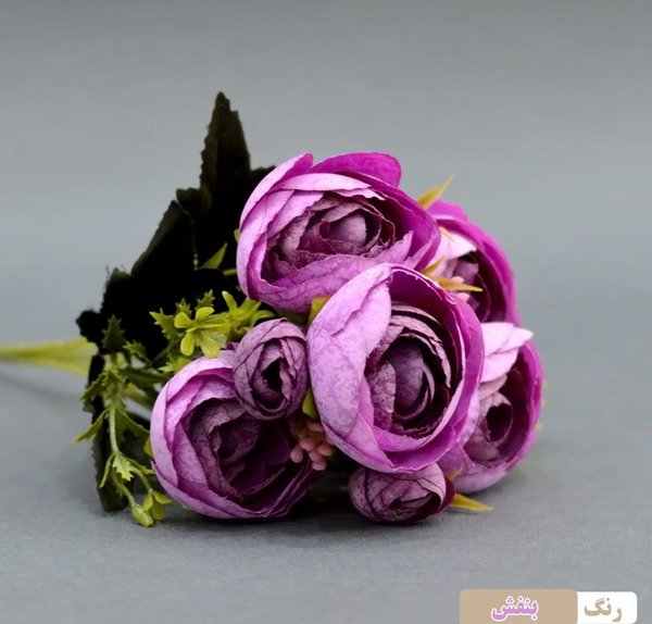 عکس گل نسترن بنفش