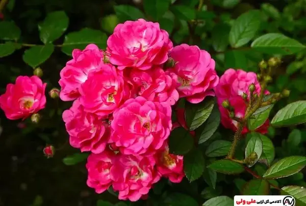 عکس گل نسترن بنفش