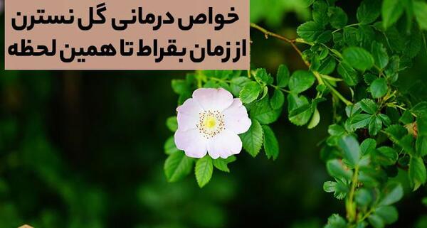 عکس گل نسترن بنفش