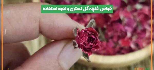 عکس گل نسترن بنفش