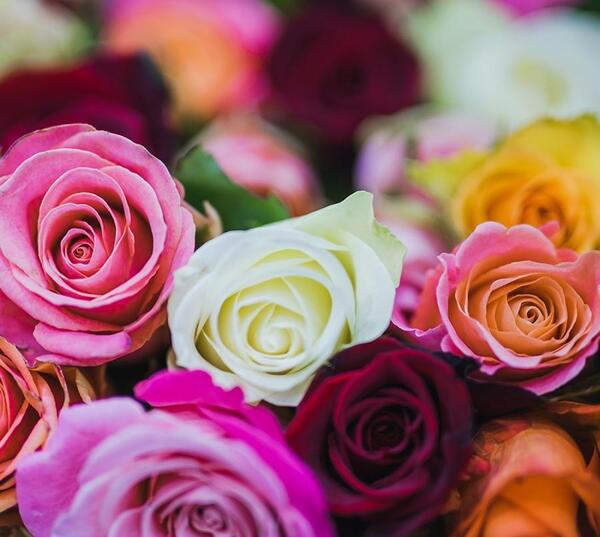عکس گل های ارغوانی
