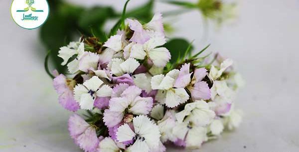عکس گل های ارغوانی