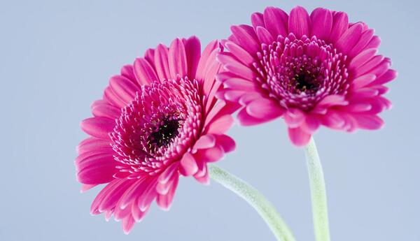 عکس گل های ارغوانی