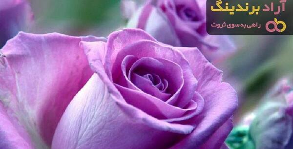 عکس گل های ارغوانی