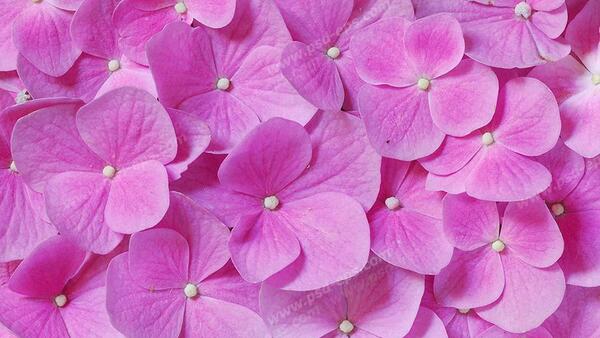 عکس گل های ارغوانی