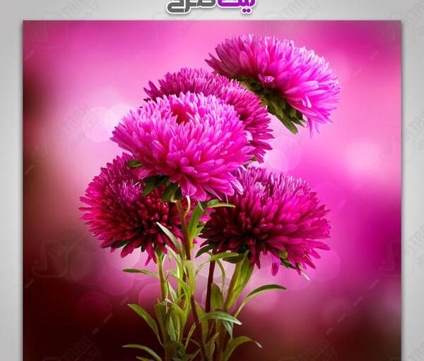 عکس گل های ارغوانی