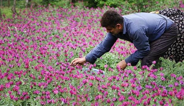 عکس گل گاوزبان ایرانی