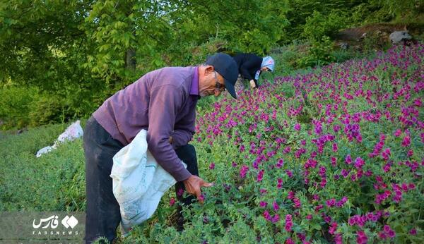 عکس گل گاوزبان ایرانی