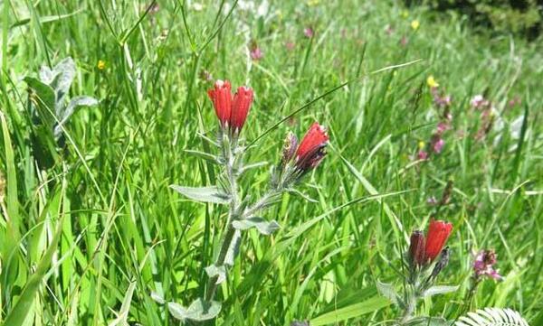 عکس گل گاوزبان ایرانی