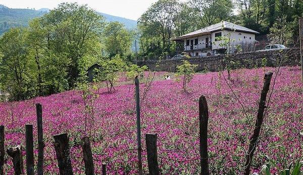 عکس گل گاوزبان ایرانی