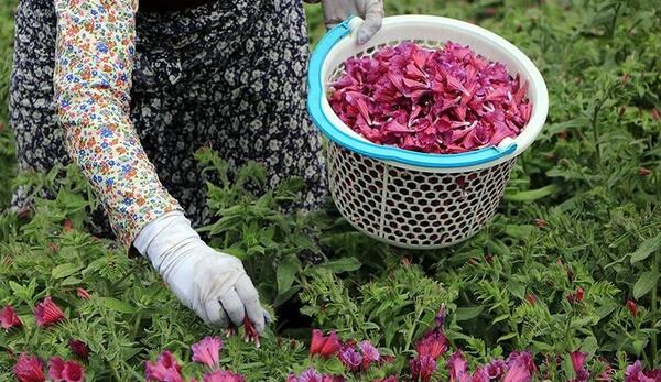 عکس گل گاوزبان ایرانی
