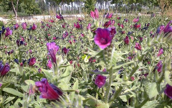 عکس گل گاوزبان ایرانی