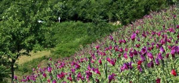 عکس گل گاوزبان ایرانی
