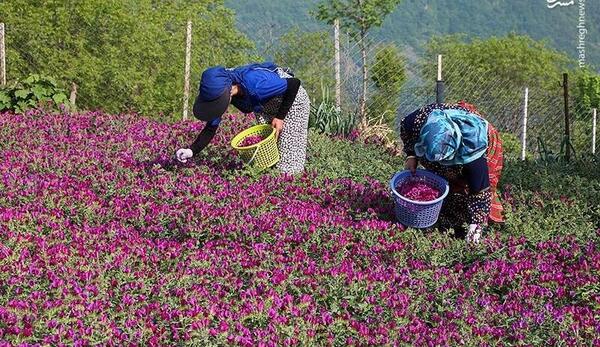 عکس گل گاوزبان ایرانی