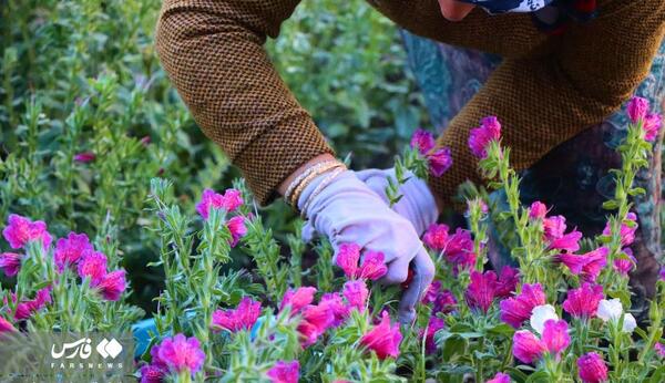 عکس گل گاوزبان ایرانی