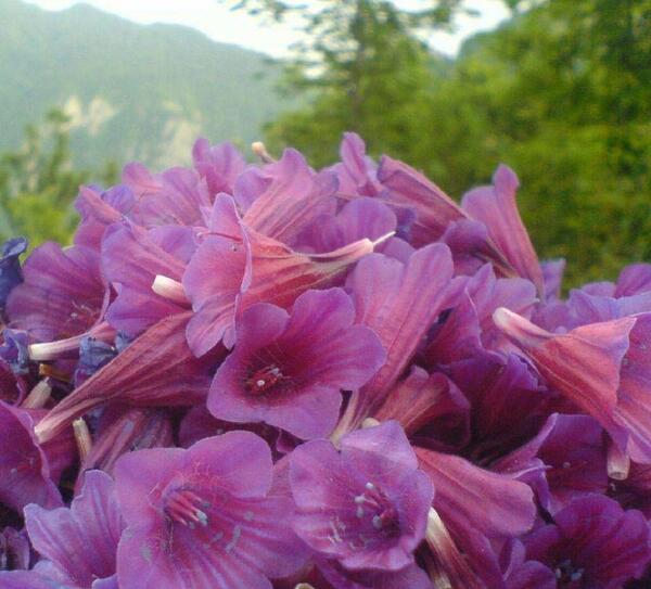 عکس گل گاوزبان ایرانی