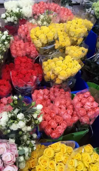 عکس گل میخک هلندی