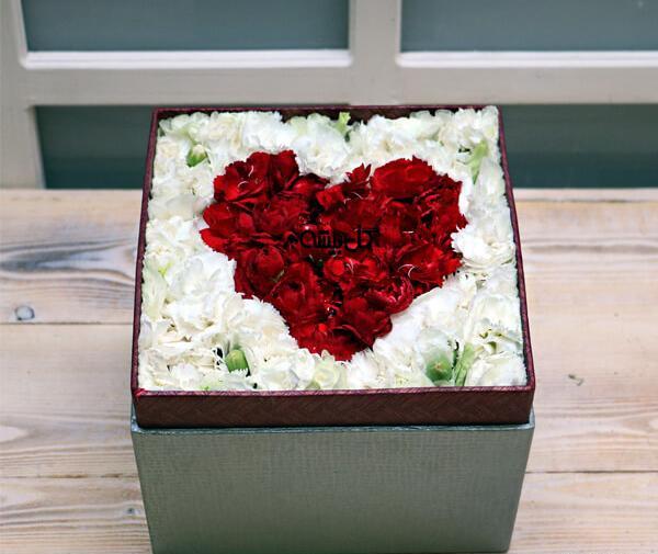 عکس گل میخک هلندی