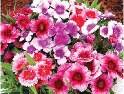 عکس گل میخک هلندی