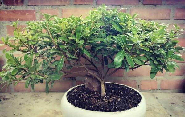 عکس گل میخک هلندی