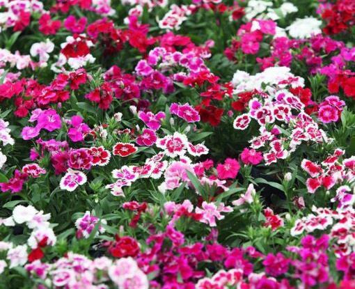 عکس گل میخک هلندی