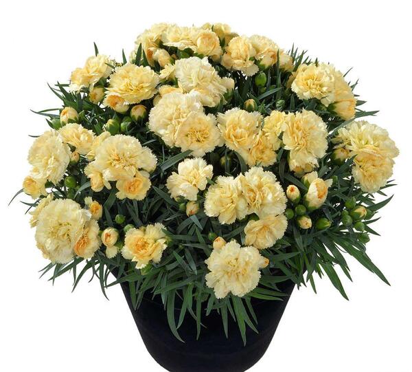 عکس گل میخک هلندی