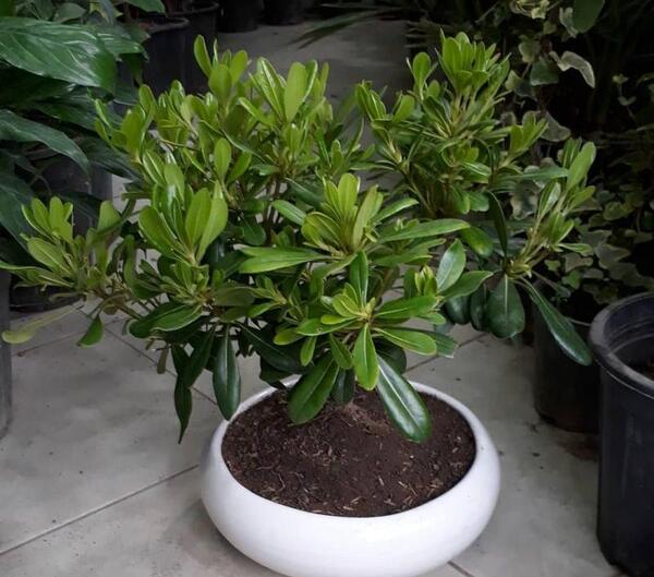 عکس گل میخک هلندی